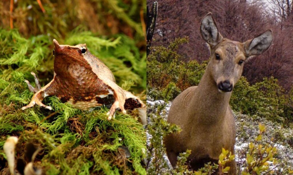 Convenio busca impulsar conservación de especies amenazadas en la patagonia norte