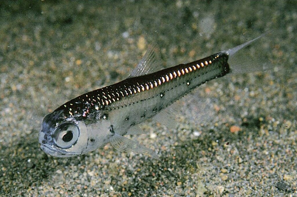 El cada vez más ‘exiguo’ oxígeno en los mares y océanos es ‘letal’ para los peces de aguas profundas