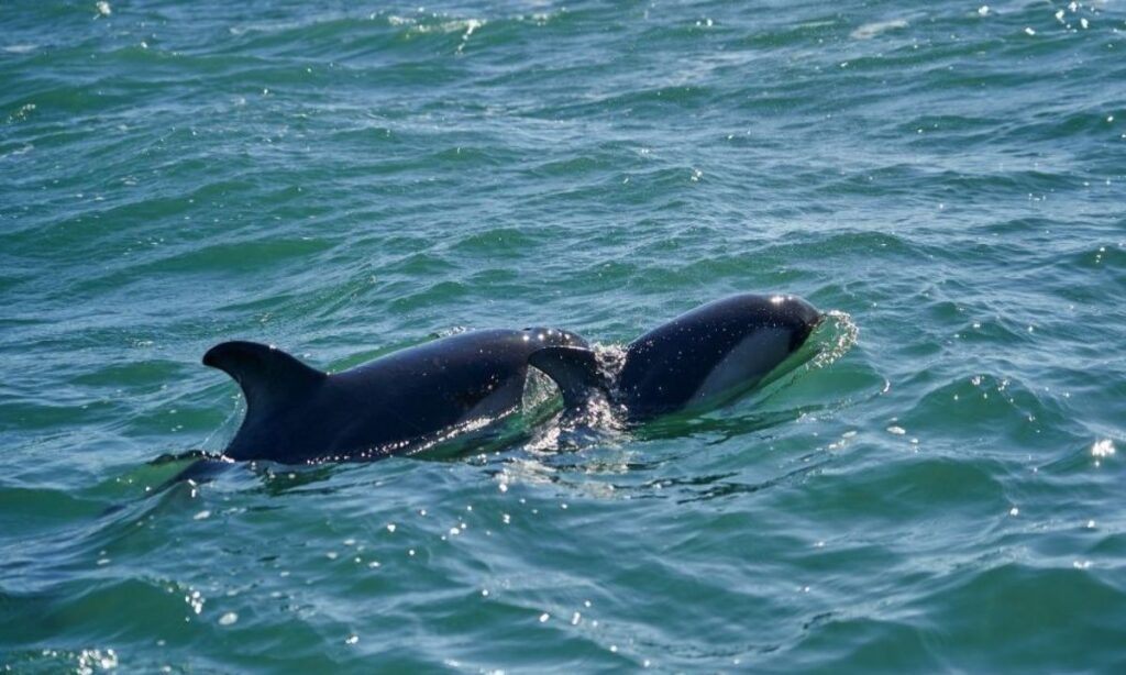 Estudio advierte que tráfico marino amenaza la presencia del delfín austral en la patagonia