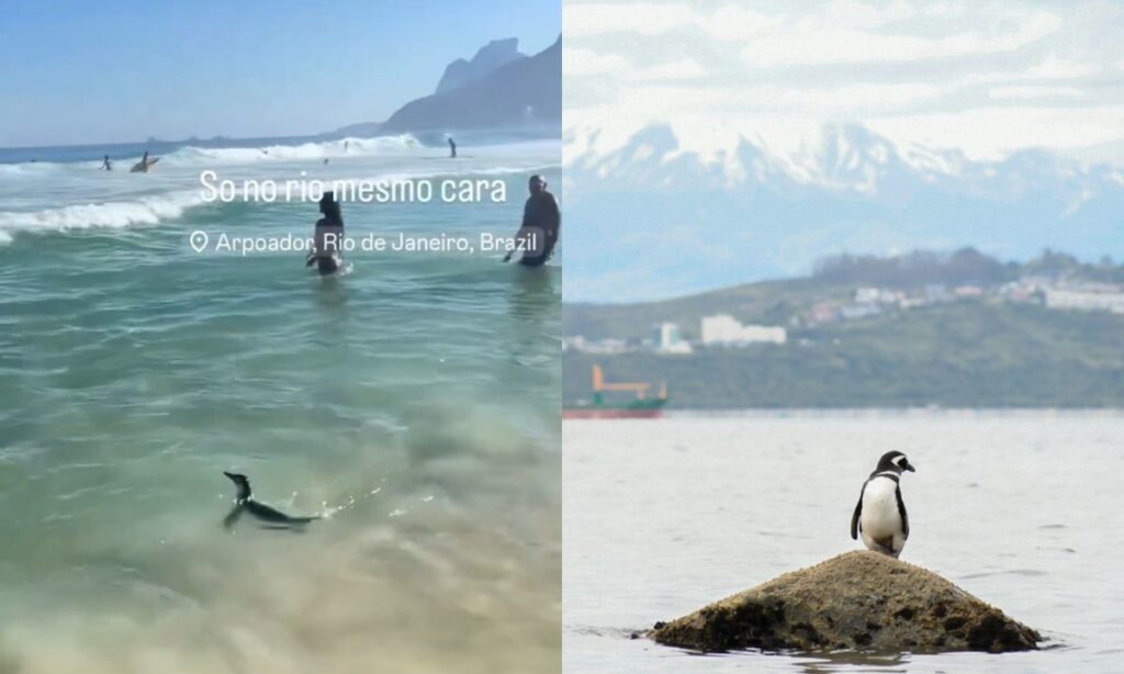 Experto explica cómo llegó un pingüino de Magallanes hasta Río de Janeiro