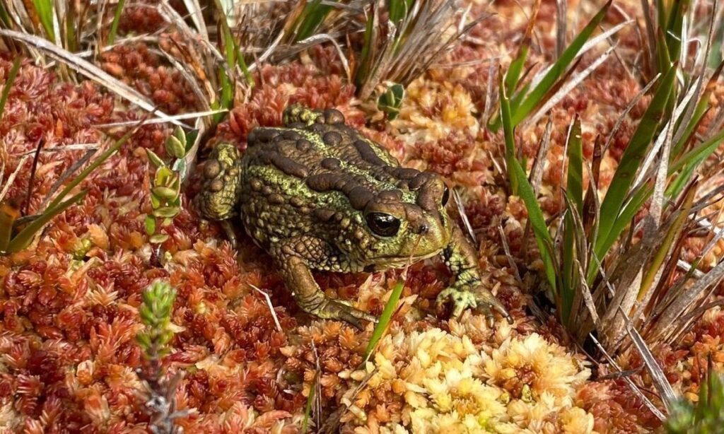 Inaugurarán exposición “Turberas: un tesoro escondido en la Patagonia” en Coyhaique