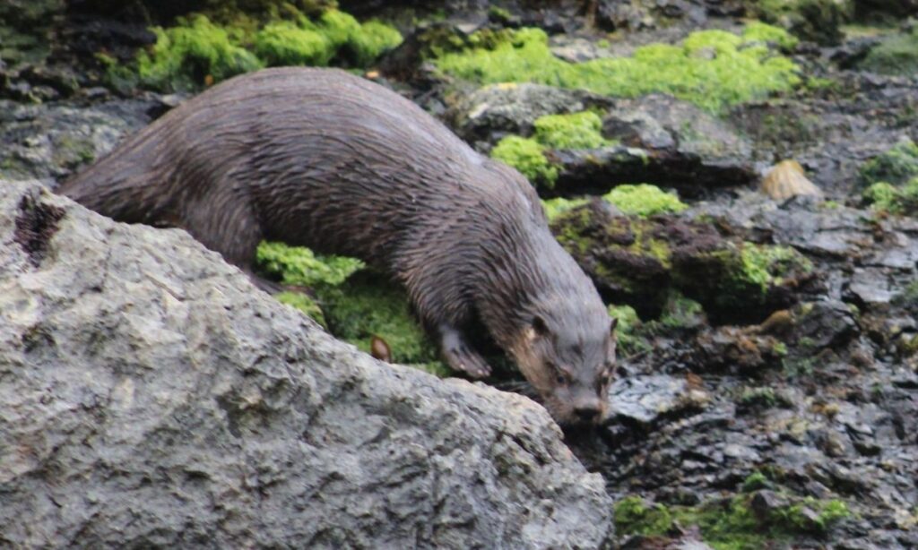 La Unión: aplican millonaria multa a persona que mató a un huillín