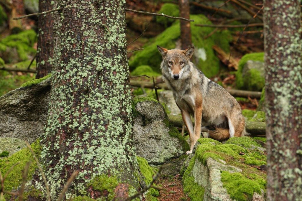 Más de un centenar de científicos a favor de la protección integral del lobo ibérico, exigen también respeto para la ciencia