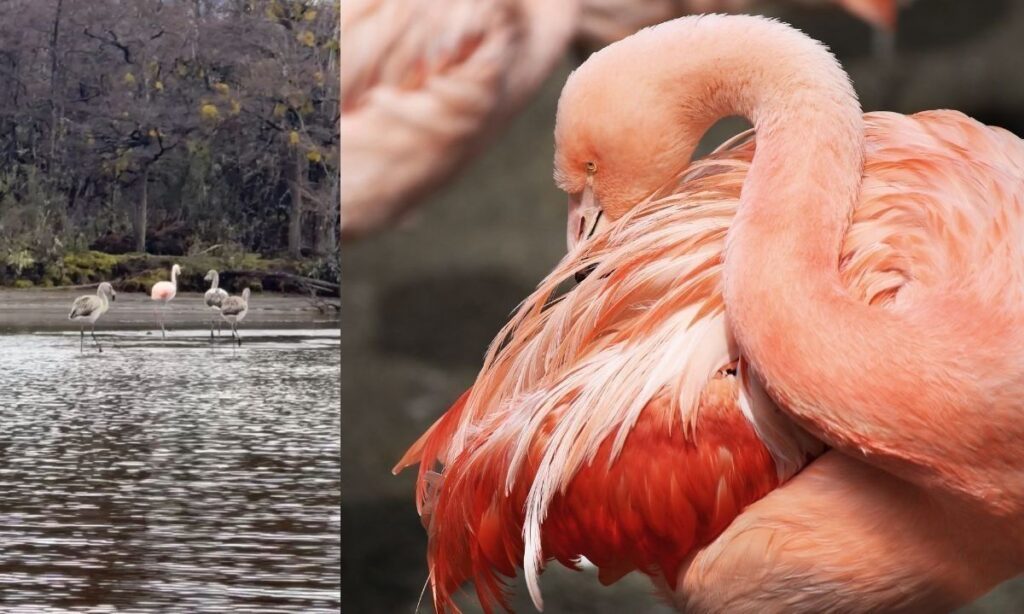 Registran inédito avistamiento de flamencos en las cercanías de Villa O’Higgins