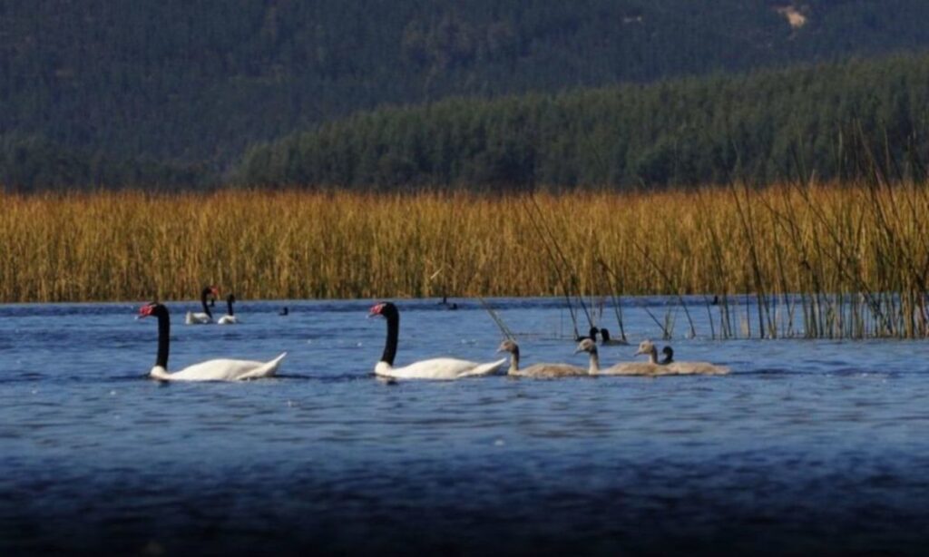 Santuario de la Naturaleza Río Cruces y Chorocamayo celebró su 44° aniversario