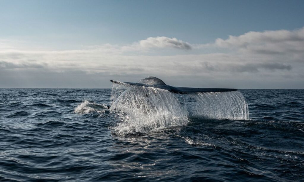 Top nueve cetáceos en Chile: cuáles son y dónde están