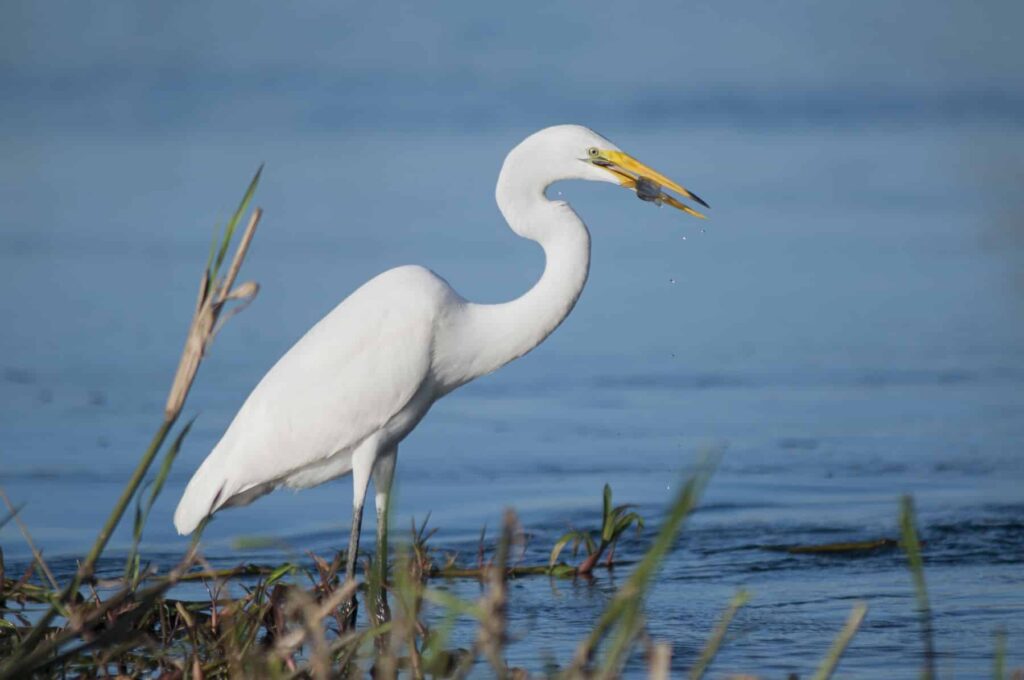 UNESCO amenaza con incluir a Doñana en la Lista de Patrimonio Mundial en Peligro