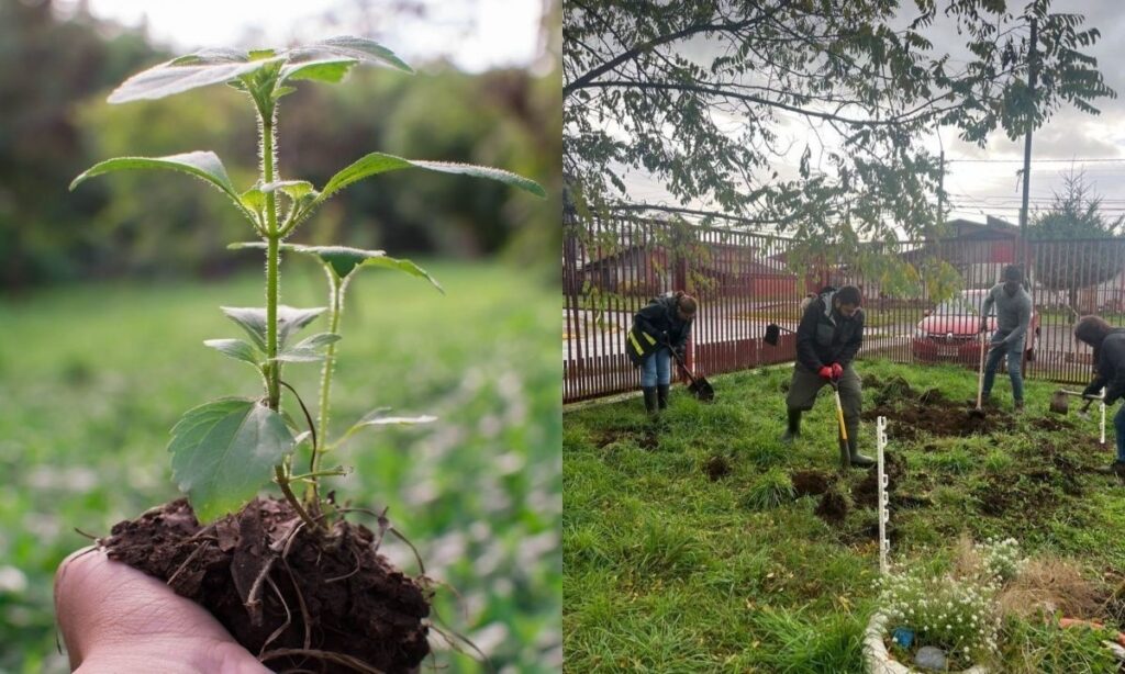 Día del Niño: invitan a jornada de reforestación y conexión en Osorno