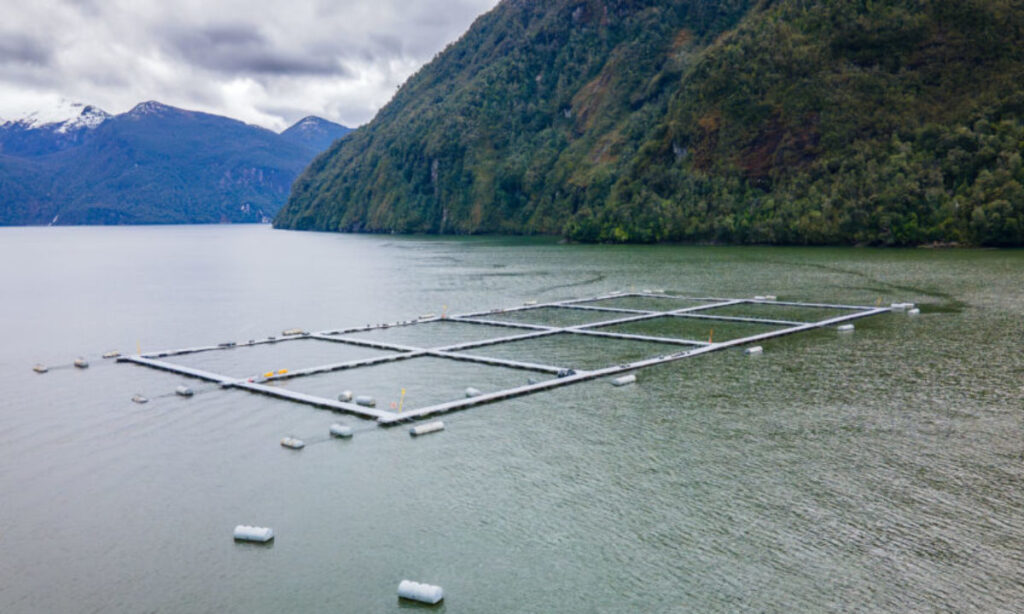 Documental denuncia desaparición de especies nativas por contaminación salmonera