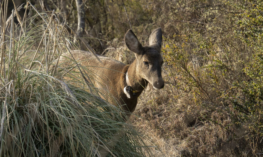 Inicia construcción del primer Centro de Rescate de Fauna Silvestre en Reserva Huilo Huilo