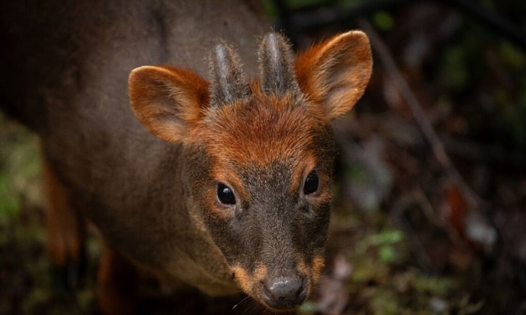 Investigación aplicará ciencia de datos para mapear zonas de amenaza del pudú en Chiloé  