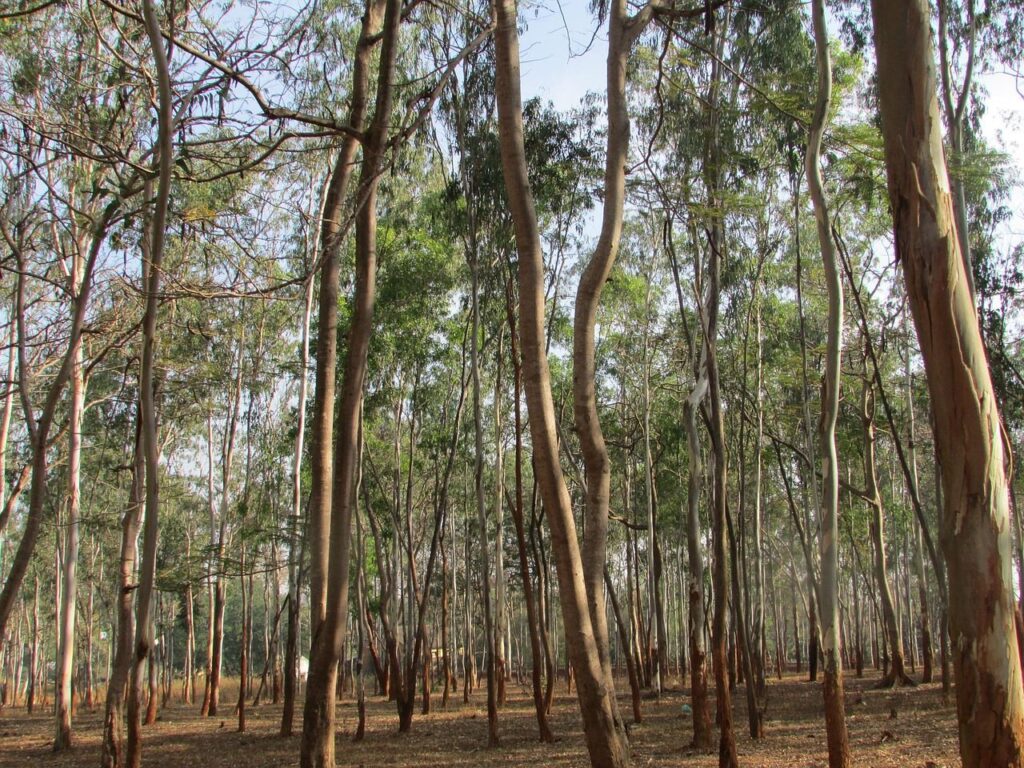La gestión privada de los bosques es una ‘mala idea’, provoca ‘megaincendios’