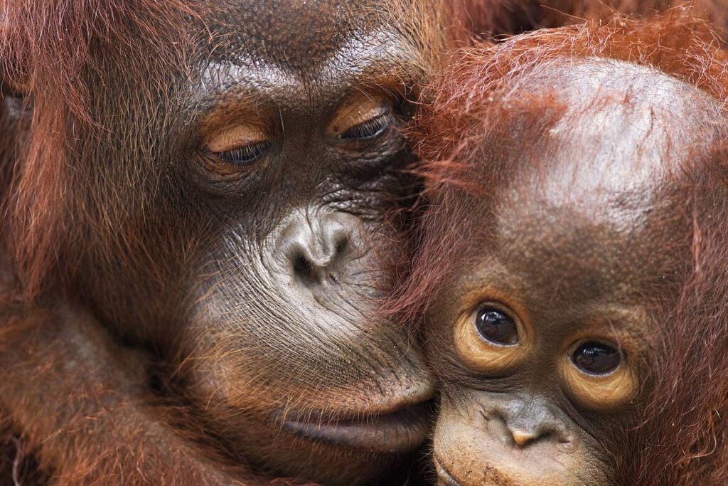 La población de orangutanes se ha reducido en 2 de cada 3 individuos los últimos 100 años, la ‘deforestación’ es el problema