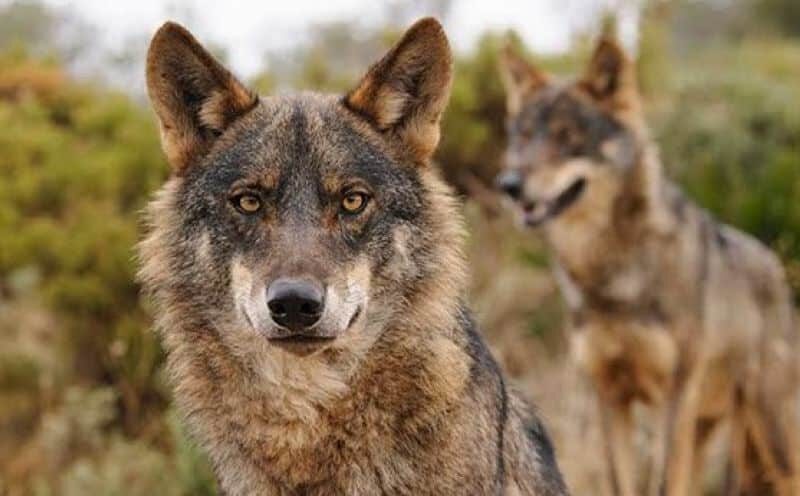 La recuperación y conservación del lobo en los territorios donde había sido erradicado fue un ‘histórico caso de éxito’, ahora está siendo desmantelado