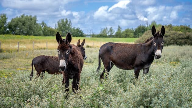 Los burros españoles controlan arbusto espinoso en Róterdam