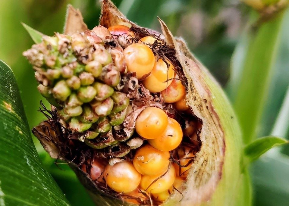 Los productores de maíz del sureste de México se enfrentan a una crisis por altas temperaturas debidas al cambio climático