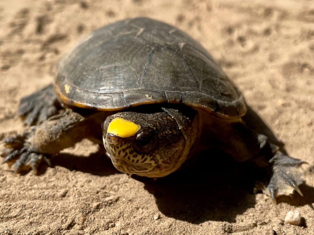 México logra reproducir la ‘tortuga más pequeña del Planeta’, conocida como ‘Casquito de Vallarta’