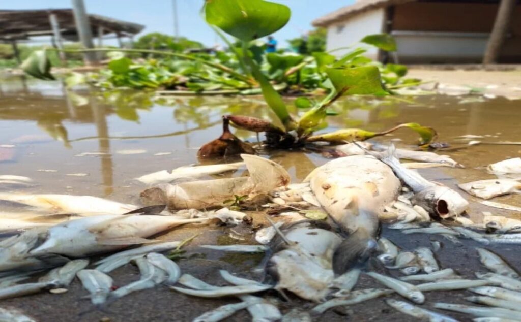 México: muerte masiva de peces en la ‘Laguna de Tres Palos’