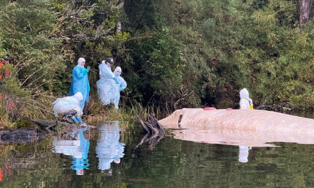 Presentan querella para esclarecer muerte de ballena sei en Aysén