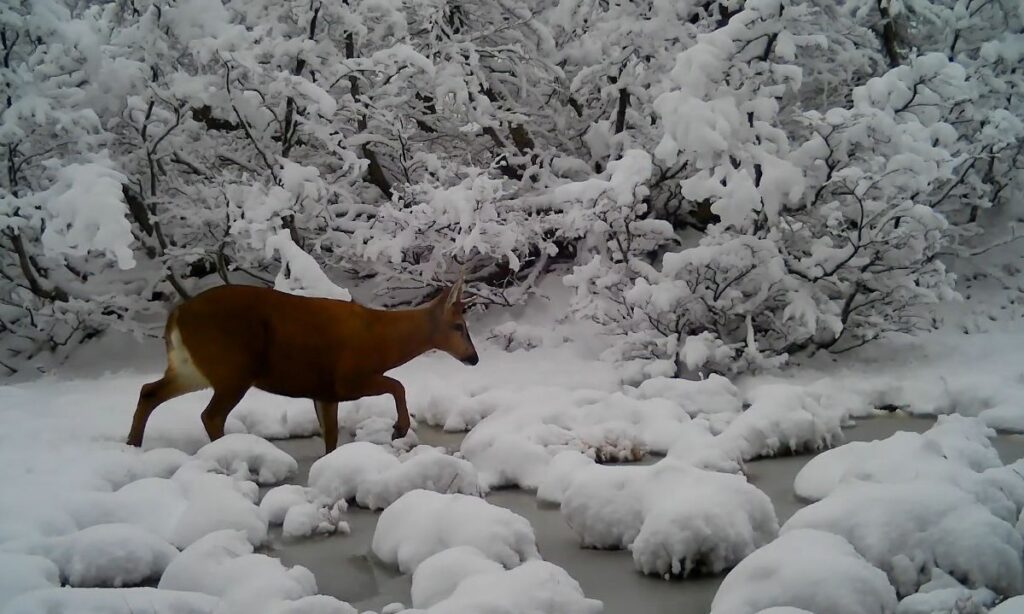 Registro de huemules en Cochamó establece nuevo límite norte en la patagonia chilena
