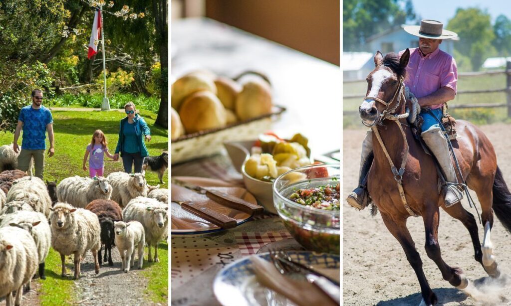 Vive el turismo rural con experiencias campestres en la provincia del Ranco