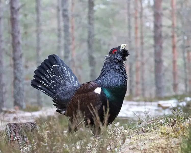 200000 hectáreas arrasadas por los incendios forestales son ‘Áreas Importantes para las Aves y la Biodiversidad’