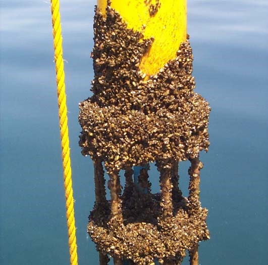 Biofouling: el desafío silencioso que amenaza a los océanos, la industria marítima y la salud global