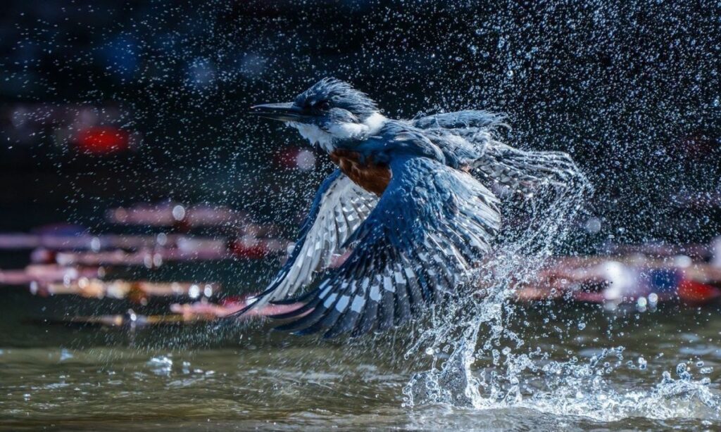 Conoce la historia tras la imagen: fotógrafo valdiviano gana el primer lugar en el Audubon 2025