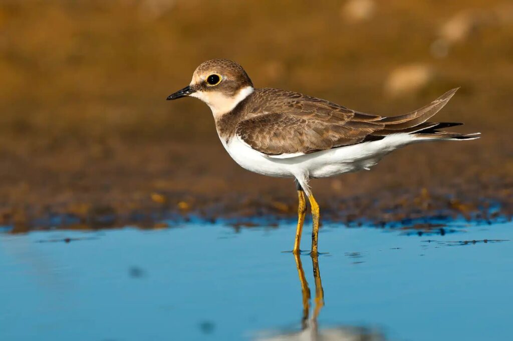 Día Mundial de las Aves Limícolas o playeras 2025