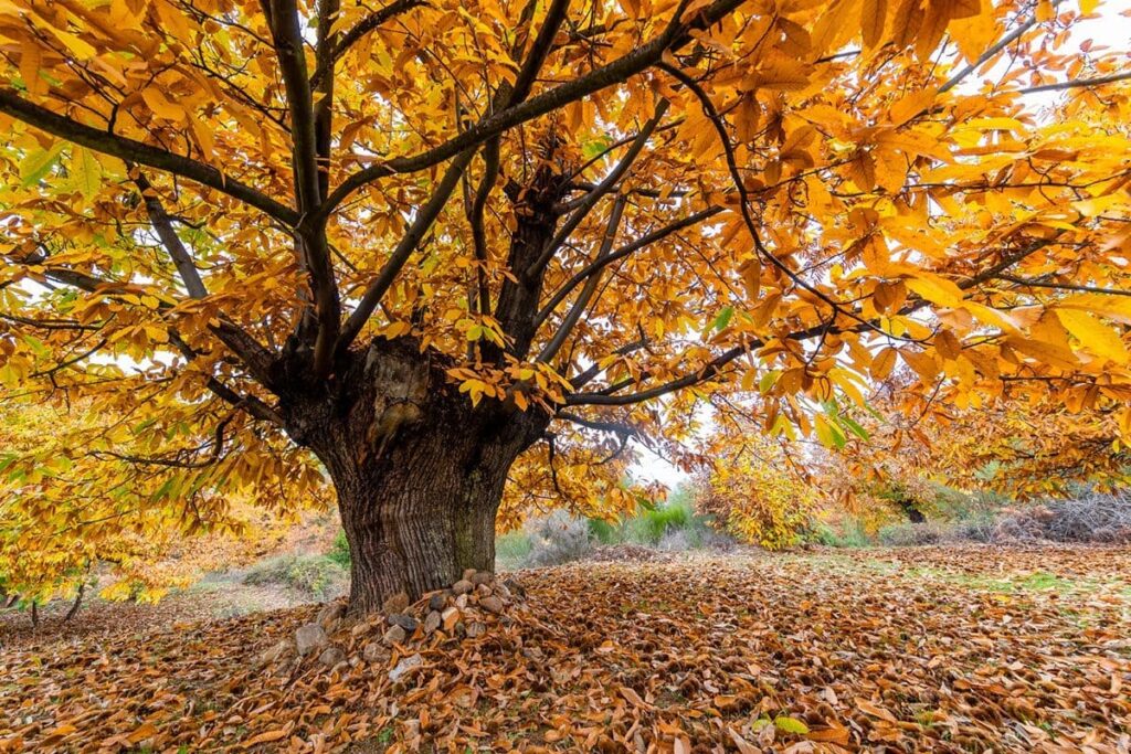 El castañar andaluz es ‘autosuficiente’
