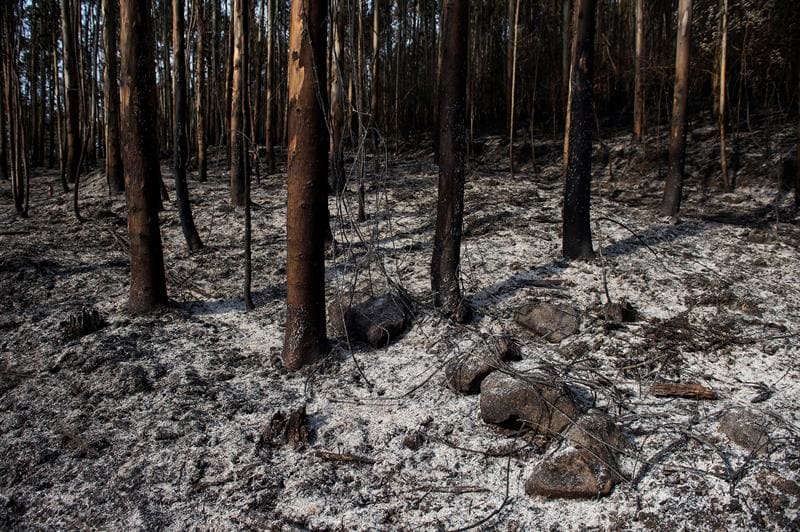 Es hora de evitar la erosión y la contaminación del agua tras los incendios forestales, hasta 200 años para regenerar un centímetro de suelo