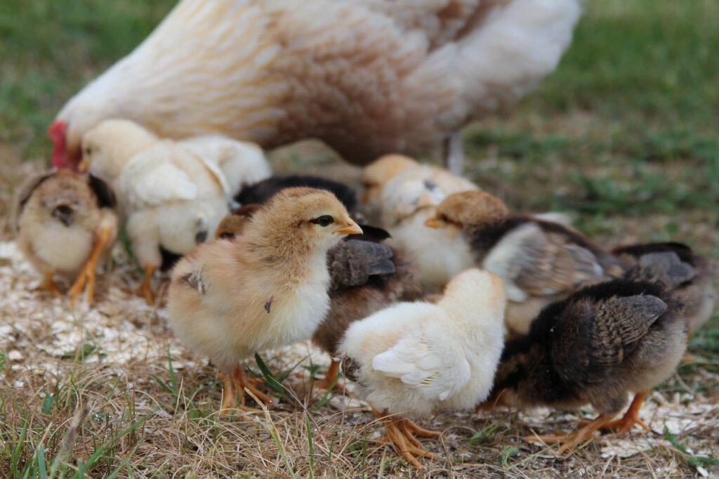 España: repunte de ‘gripe aviar’