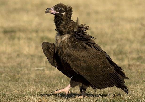 La gran fiesta del ‘buitre negro’ en la Sierra de la Demanda