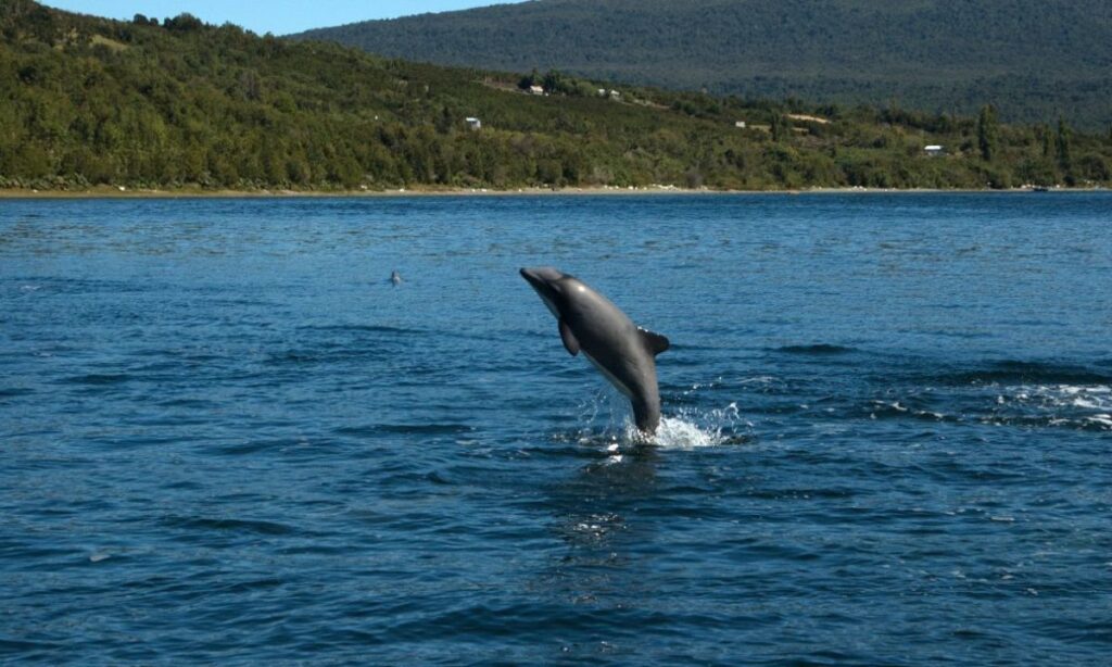 Llaman a participar en consulta pública del plan para conservar el delfín chileno
