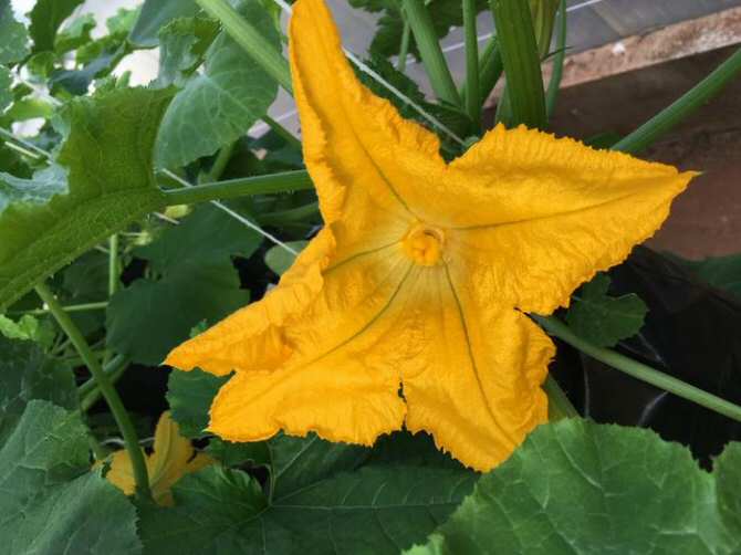 Reducción drástica del valor calórico del néctar de las flores por culpa de las sequías