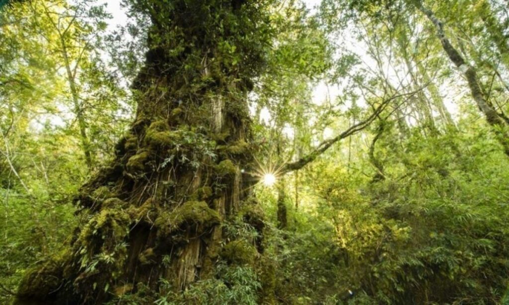 Tribunal rechaza reclamación contra ruta que atraviesa parque nacional Alerce Costero
