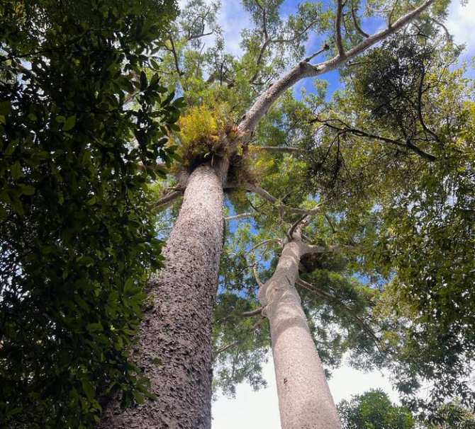 Alerta climática global: en los bosques se comienza a liberar más dióxido de carbono que el que se absorbe