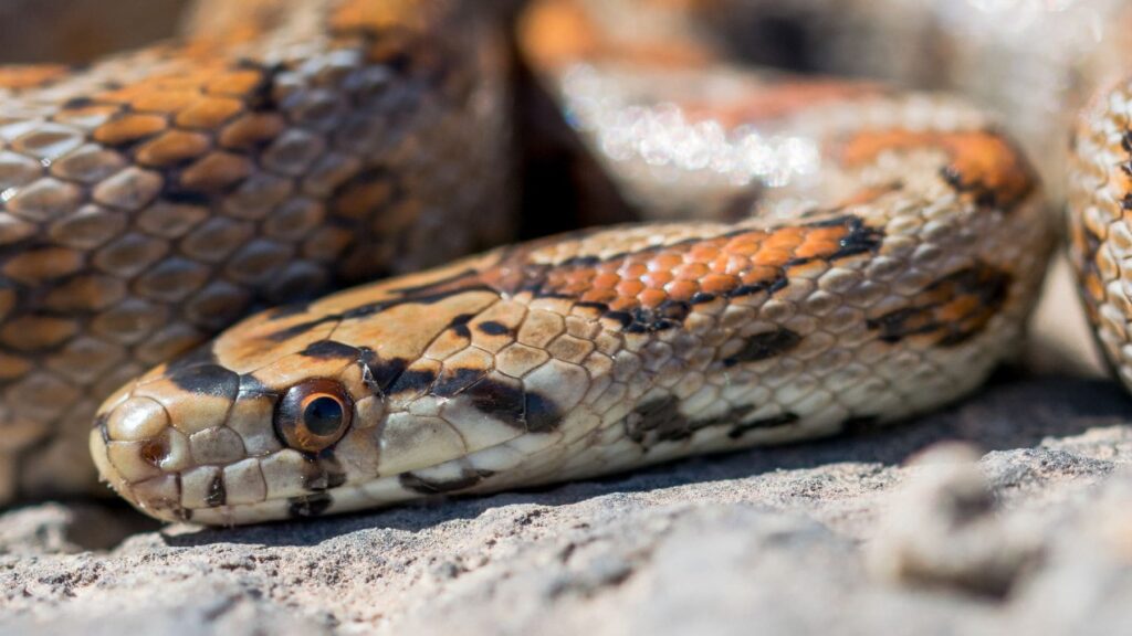 Baleares: piden catalogar como ‘especies invasoras’ a todas las ‘serpientes’ introducidas en las islas