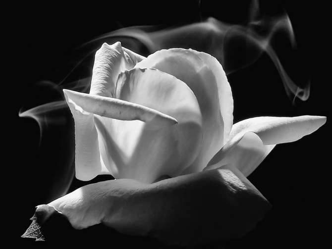 Cómo afecta el humo del tabaco a las plantas