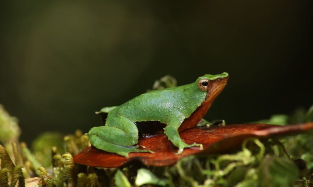 Con más de 100 participantes se realizó feria “Ranita de Darwin” en el Parque Nacional Queulat