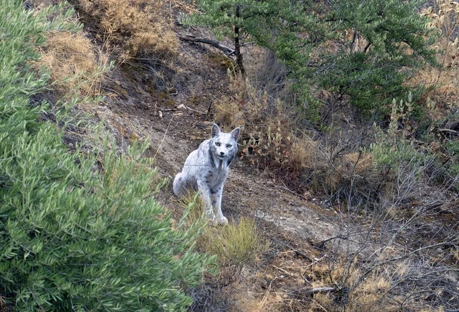Descubren en Jaén al primer y seguramente único ‘lince ibérico blanco’ del Planeta