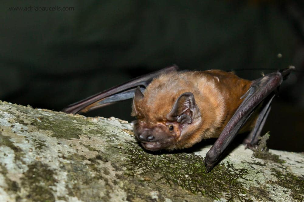 El murciélago más grande de Europa, el nóctulo grande (Nyctalus Lasiopterus), es capaz de ‘cazar’ y ‘comer’ aves en vuelo durante la noche