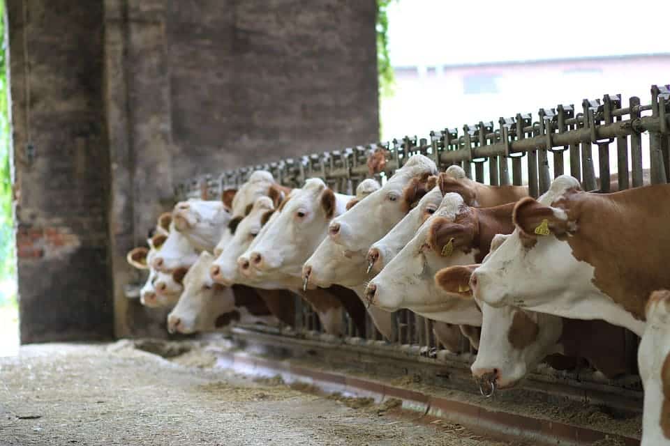 El proyecto de ‘macrogranja’ en el pequeño pueblo de Noviercas (Soria), ‘jamás vera la luz’