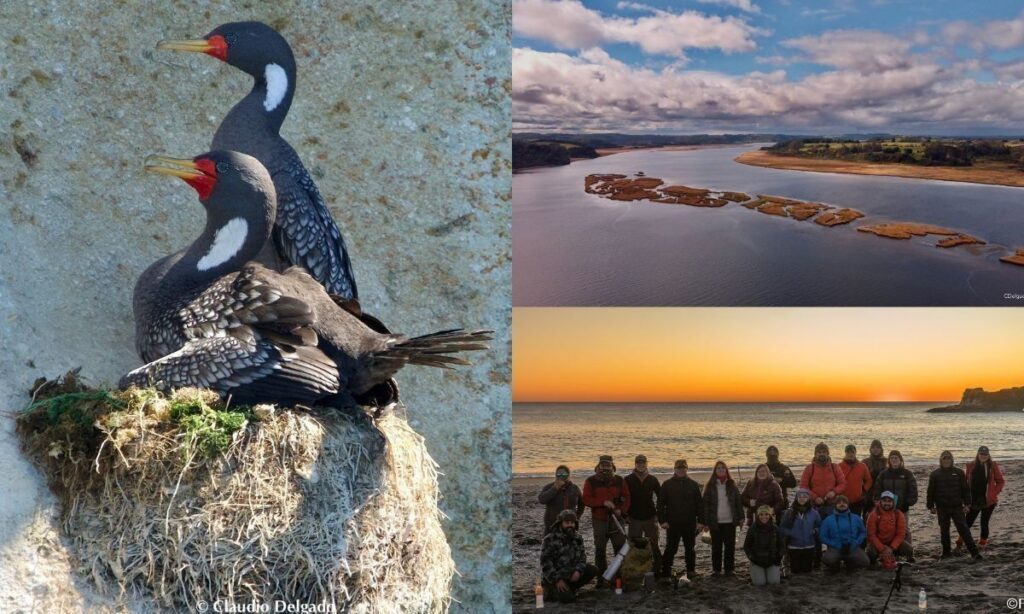 Fundación Conservación Marina potencia el aviturismo en humedales marinos de la Región de Los Lagos