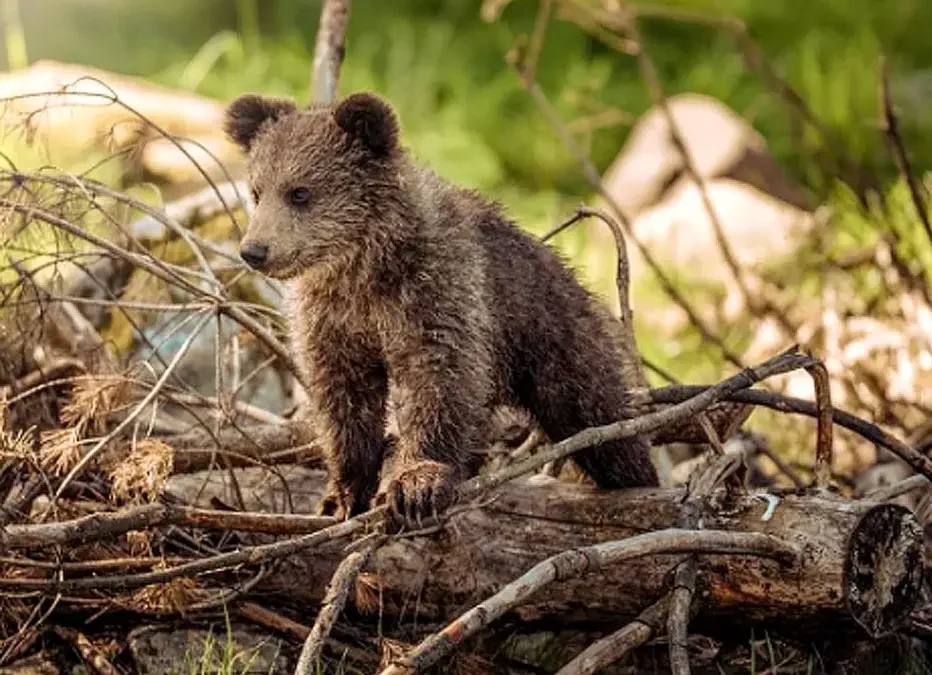 Liberan a la osezna Alba en la Cordillera Cantábrica, ha pasado seis meses en los centros de recuperación de Villaescusa y Valsemana