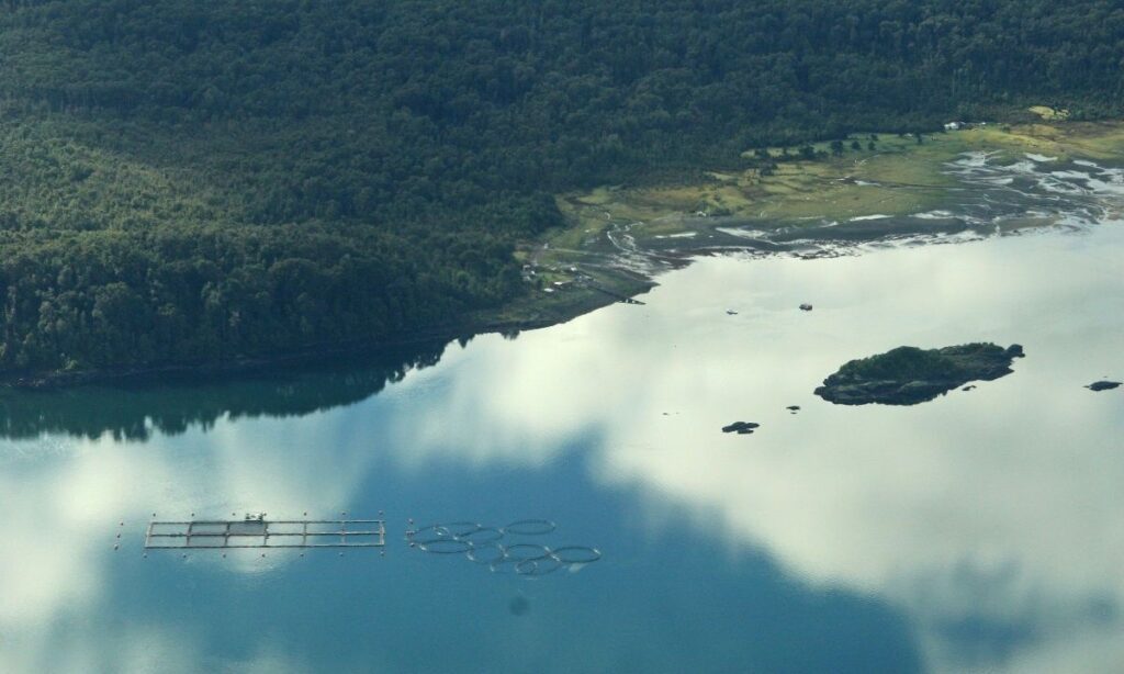 ONG's de Estados Unidos y Chile publican informe sobre impacto ambiental de reconocida salmonera