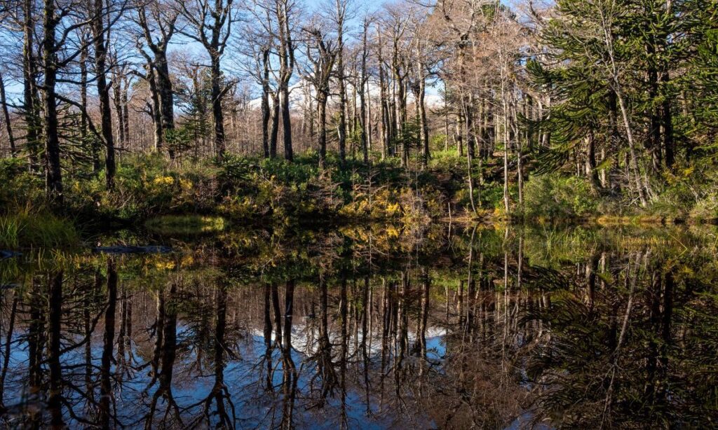 Panguipulli será sede del Foro Anual de la Red Latinoamericana de Bosques Modelo 2025