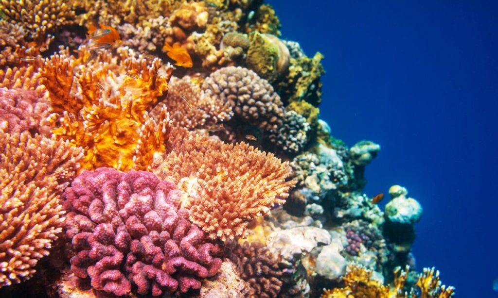 Planeta cruza su primer punto de no retorno climático