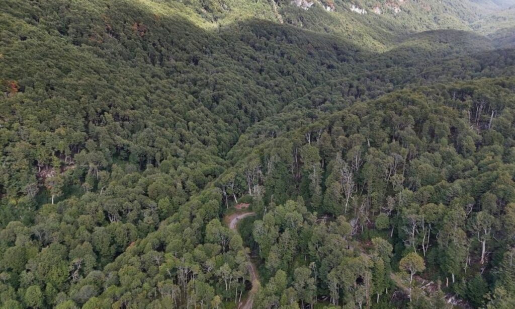 Programa de restauración de bosques en Aysén ha intervenido más de 12 mil hectáreas