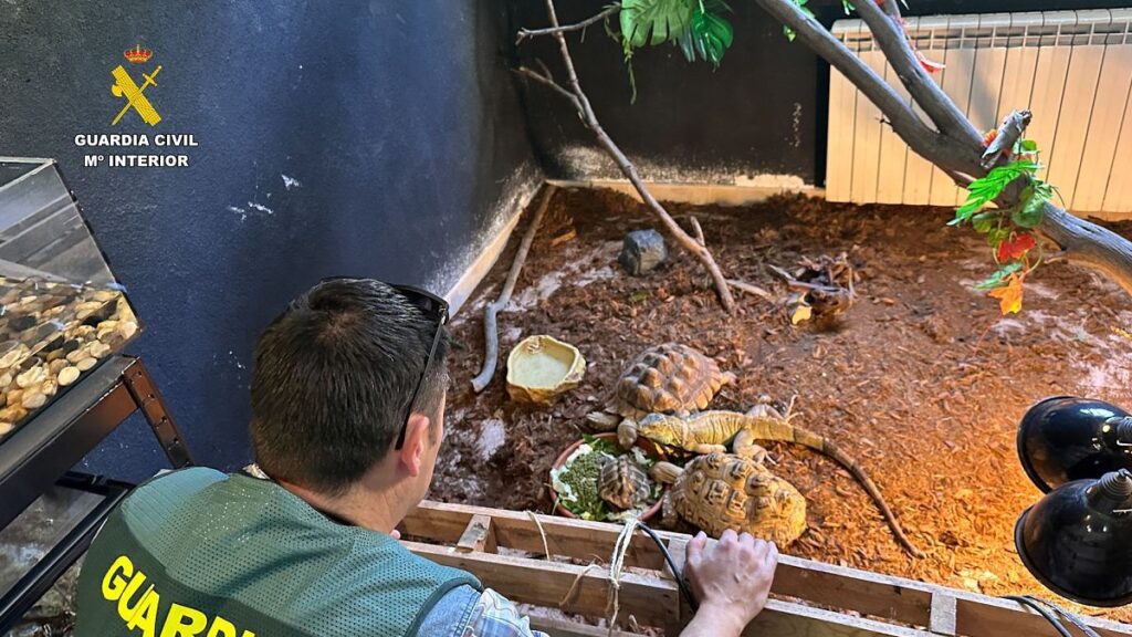 Así ha destapado la Guardia Civil el falso refugio de animales exóticos protegidos en un pueblo de Ávila